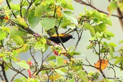 Cicinnurus magnificus