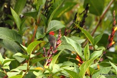 Myzomela adolphinae