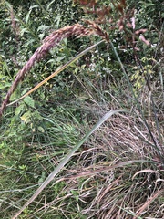 Sorghastrum