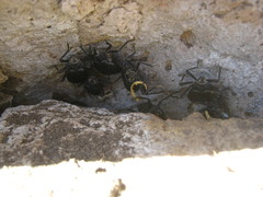 Psectrascelis intricaticollis