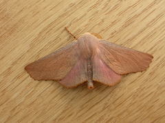 Monoctenia smerintharia