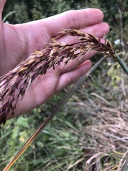 Sorghastrum
