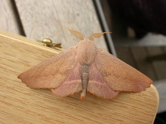Monoctenia smerintharia