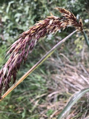 Sorghastrum