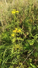 Tanacetum vulgare
