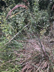 Sorghastrum