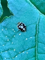 Psyllobora vigintimaculata