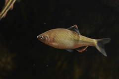 Tanakia lanceolata