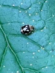 Psyllobora vigintimaculata