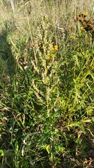 Artemisia vulgaris