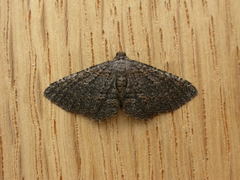 Chrysolarentia squamulata