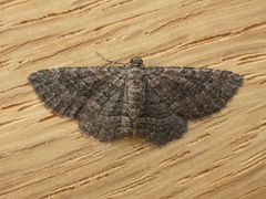 Chrysolarentia squamulata