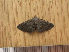 Chrysolarentia squamulata