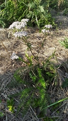 Achillea millefolium