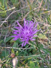 Centaurea × moncktonii