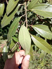 Aiouea montana