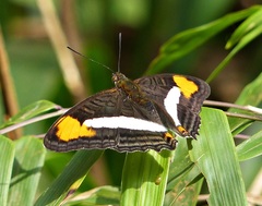 Adelpha epizygis