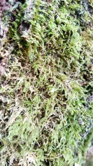 Pseudisothecium myosuroides