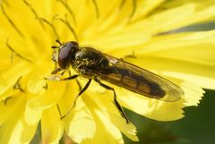 Platycheirus manicatus
