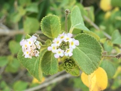 Lantana involucrata