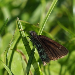 Heteropterus morpheus