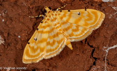 Notarcha quaternalis