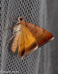 Plecopterodes moderata