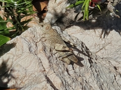 Oedipoda germanica meridionalis