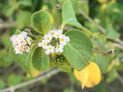 Lantana involucrata