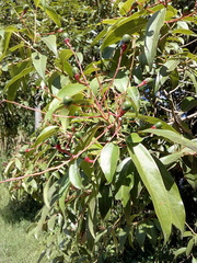 Aiouea montana