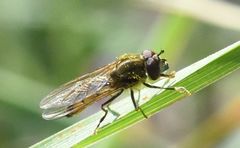 Platycheirus manicatus