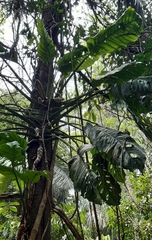 Monstera lechleriana