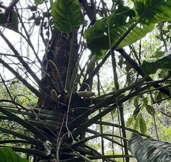 Monstera lechleriana