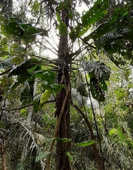 Monstera lechleriana