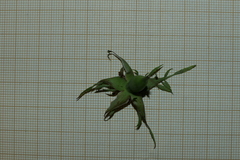 Rosa pouzinii