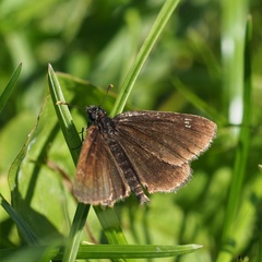 Heteropterus morpheus