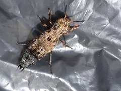 Ontholestes tessellatus