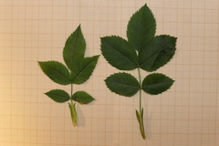 Rosa pouzinii