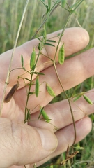 Vicia tetrasperma