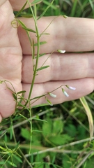 Vicia tetrasperma