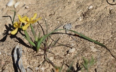 Moraea maximiliani