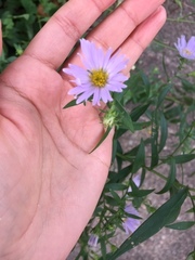 Symphyotrichum novi-belgii