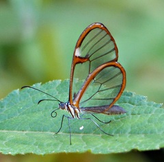Episcada hymenaea hymenaea