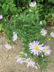 Symphyotrichum novi-belgii