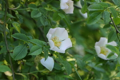 Rosa pouzinii