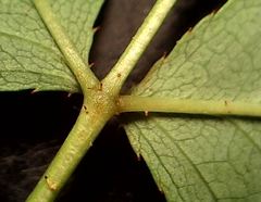 Rosa pouzinii