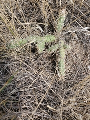Opuntia fragilis
