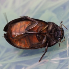 Hydrochara flavipes