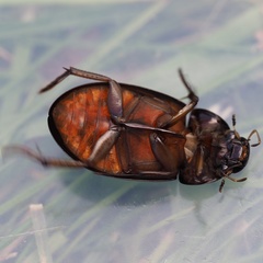 Hydrochara flavipes
