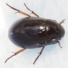 Hydrochara flavipes